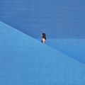 李冉冉