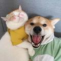 少一把盐