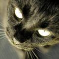 黑色喜欢猫