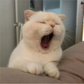 哇hhhh