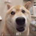 胖CY