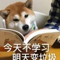 老冰山人了